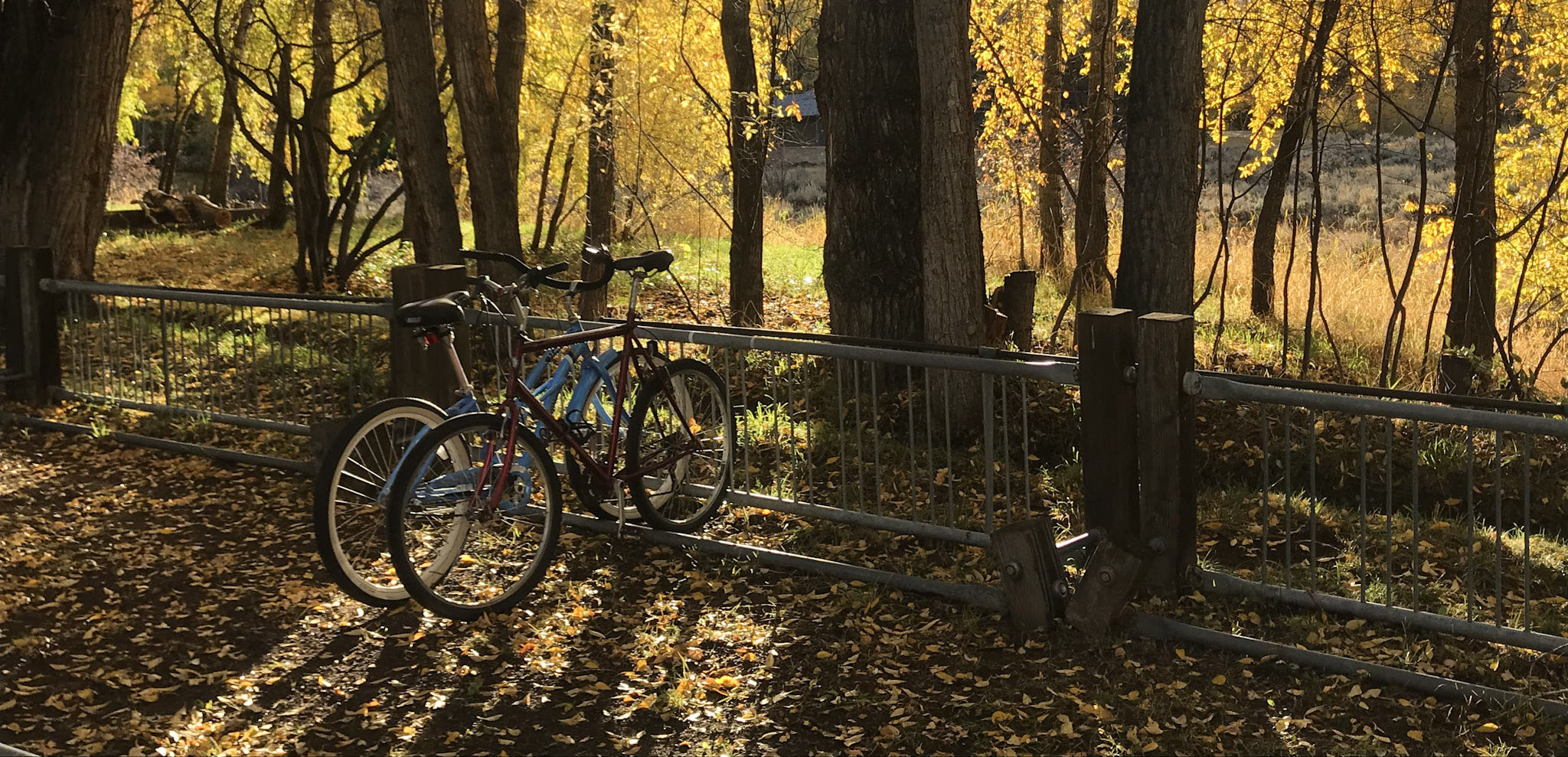 Bicycles in fall